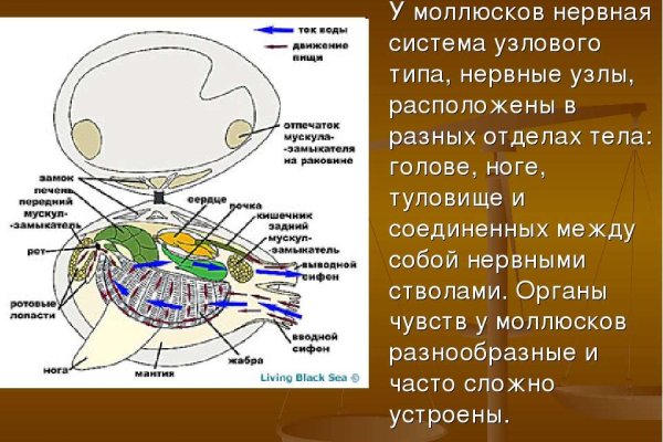 Грамм гашиша цена